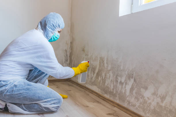 Best Mold Removal for HVAC Installations  in Nes, IL